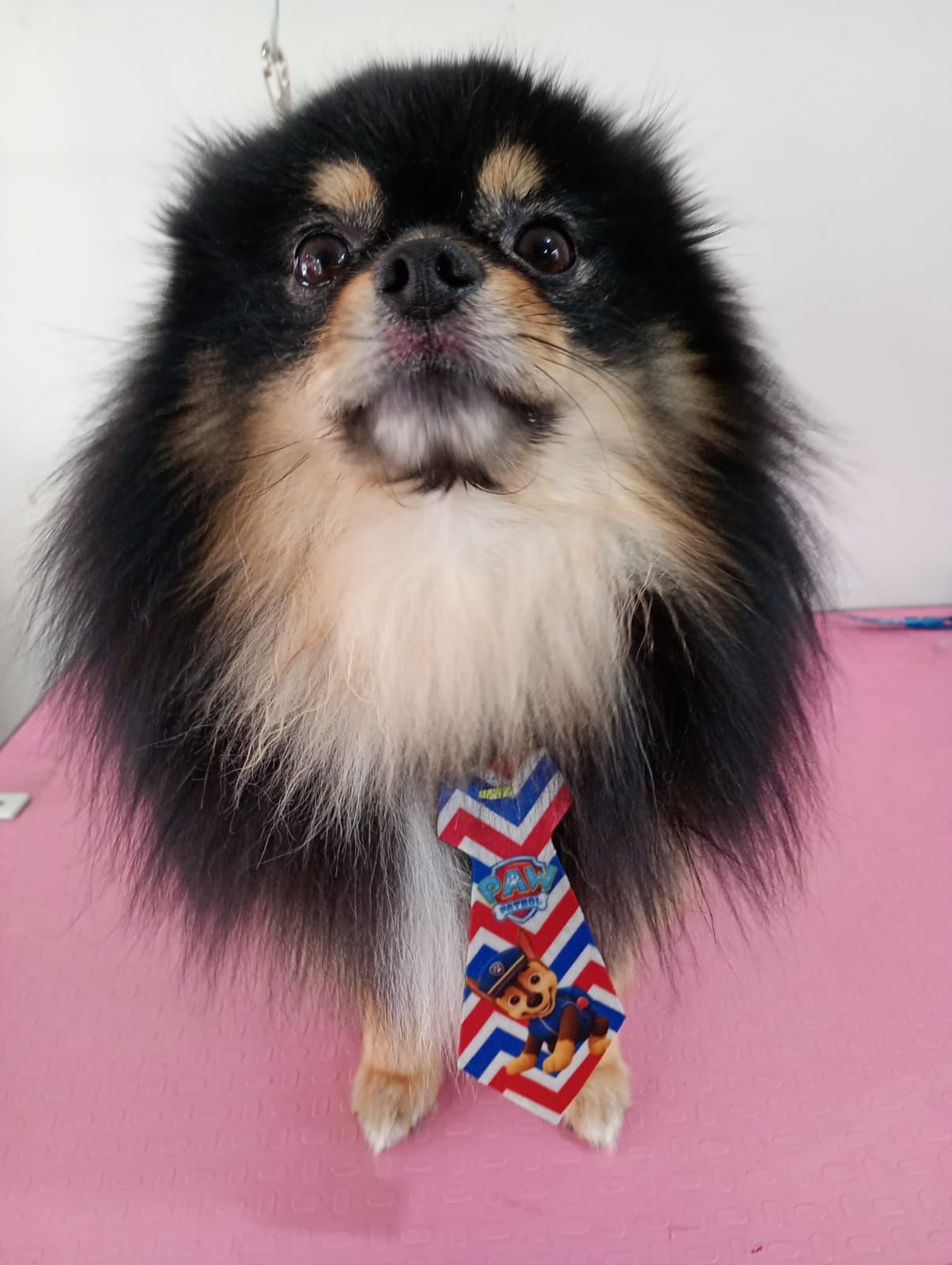 Banho e tosa - pet 1