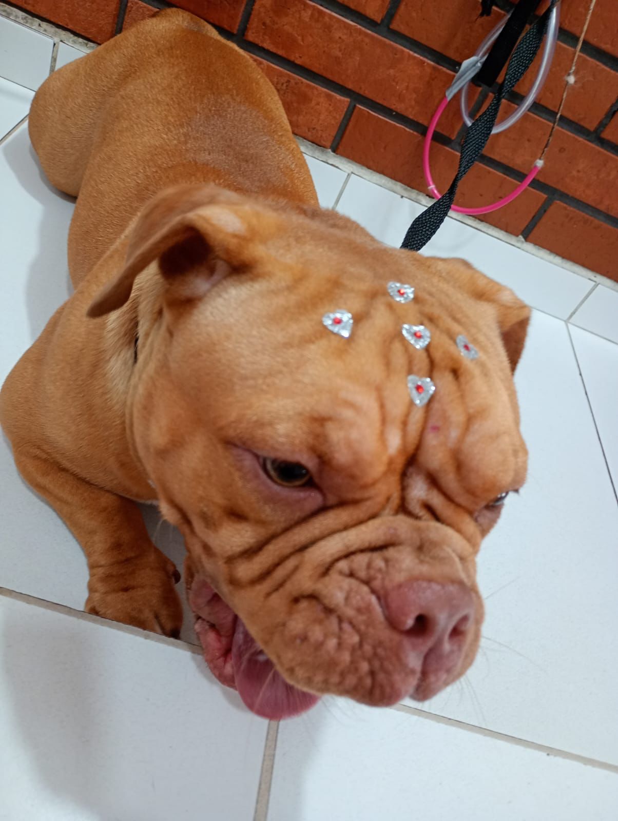 Banho e tosa - pet 10