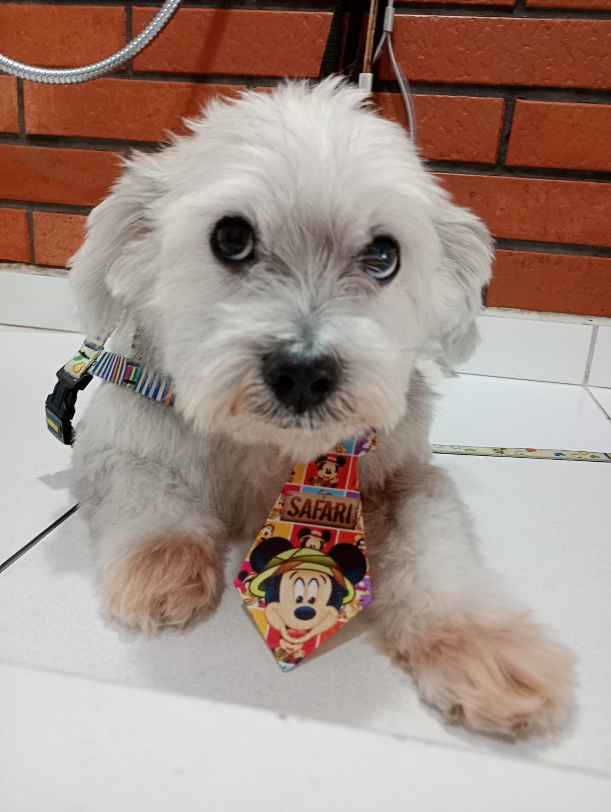 Banho e tosa - pet 11