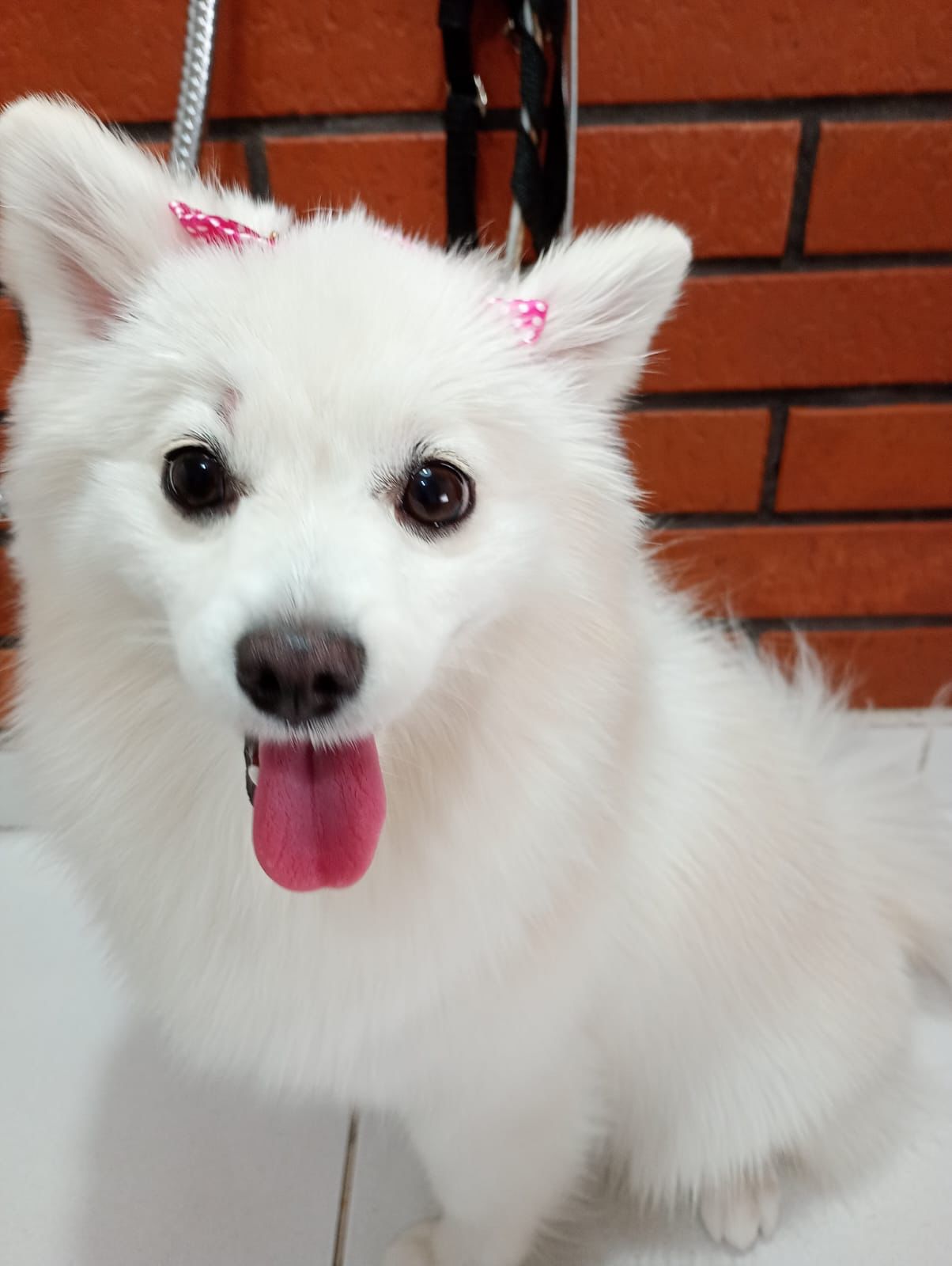 Banho e tosa - pet 12