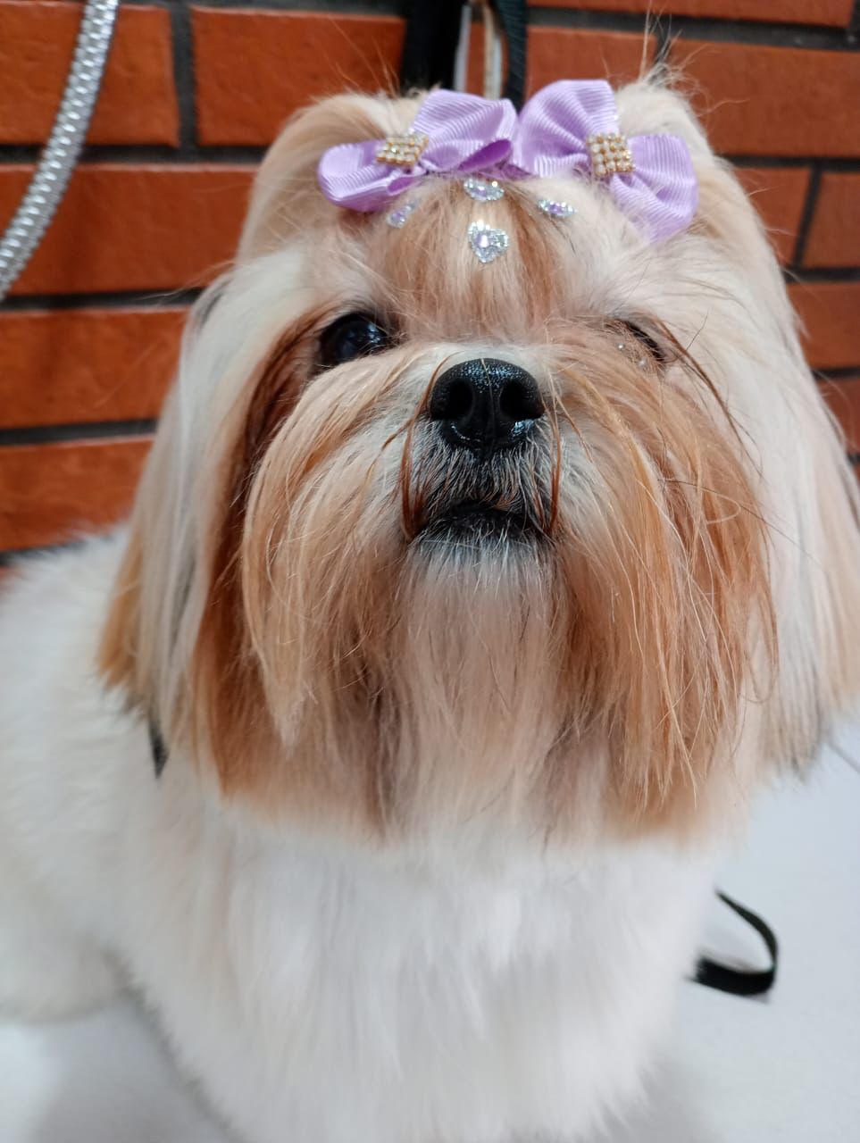 Banho e tosa - pet 13