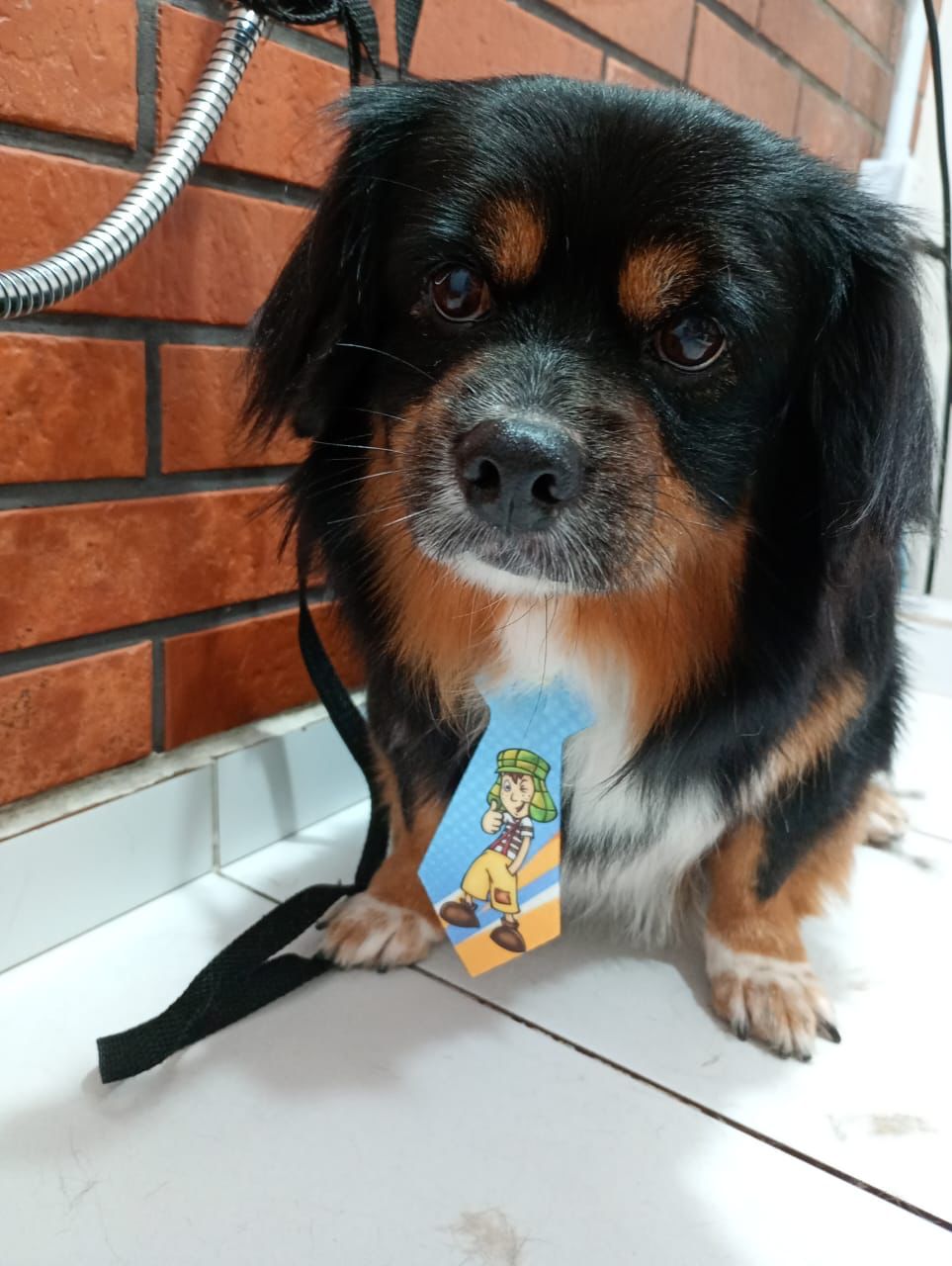 Banho e tosa - pet 15