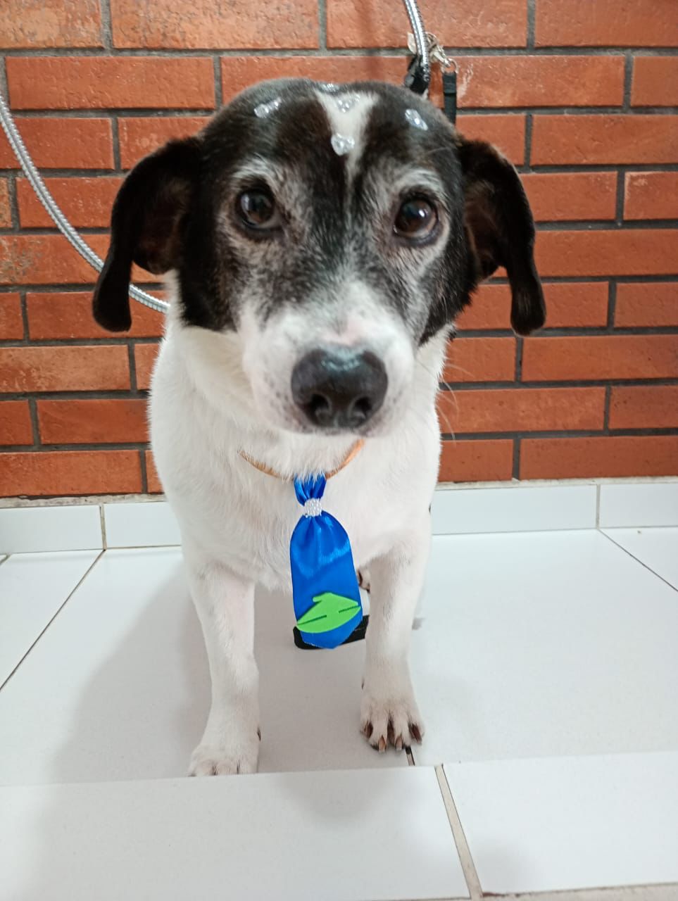 Banho e tosa - pet 16