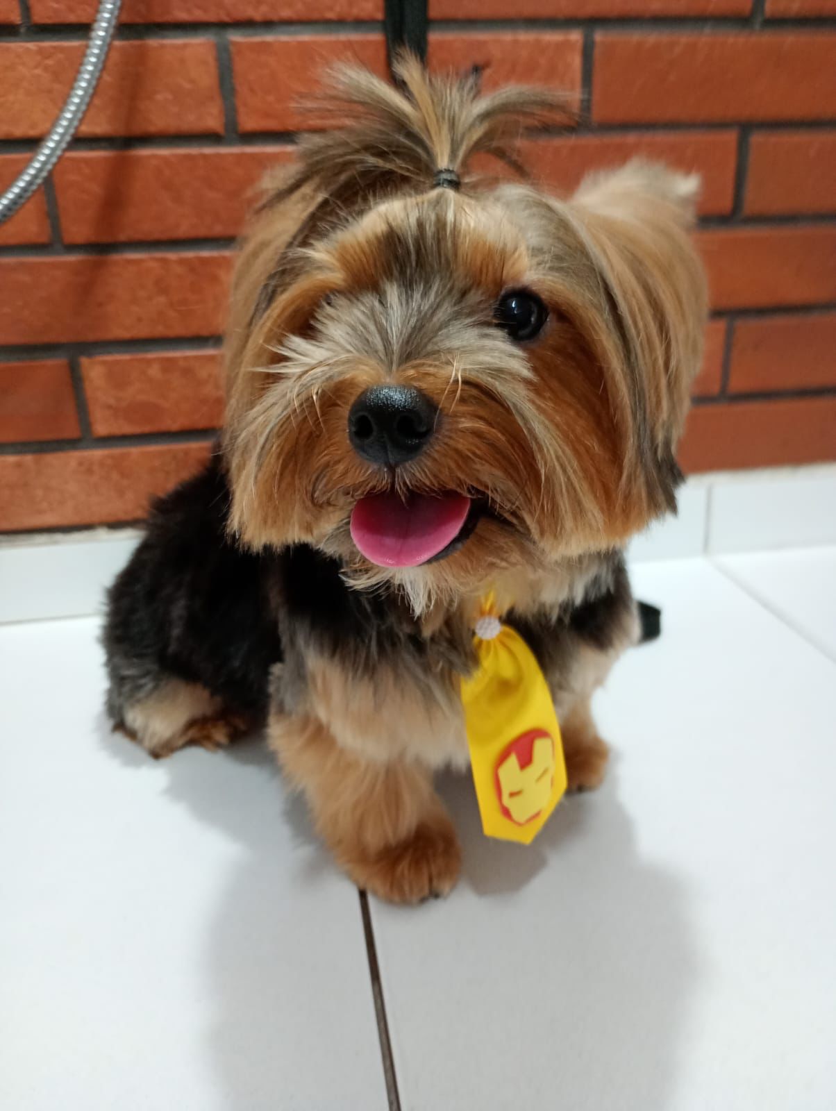 Banho e tosa - pet 17