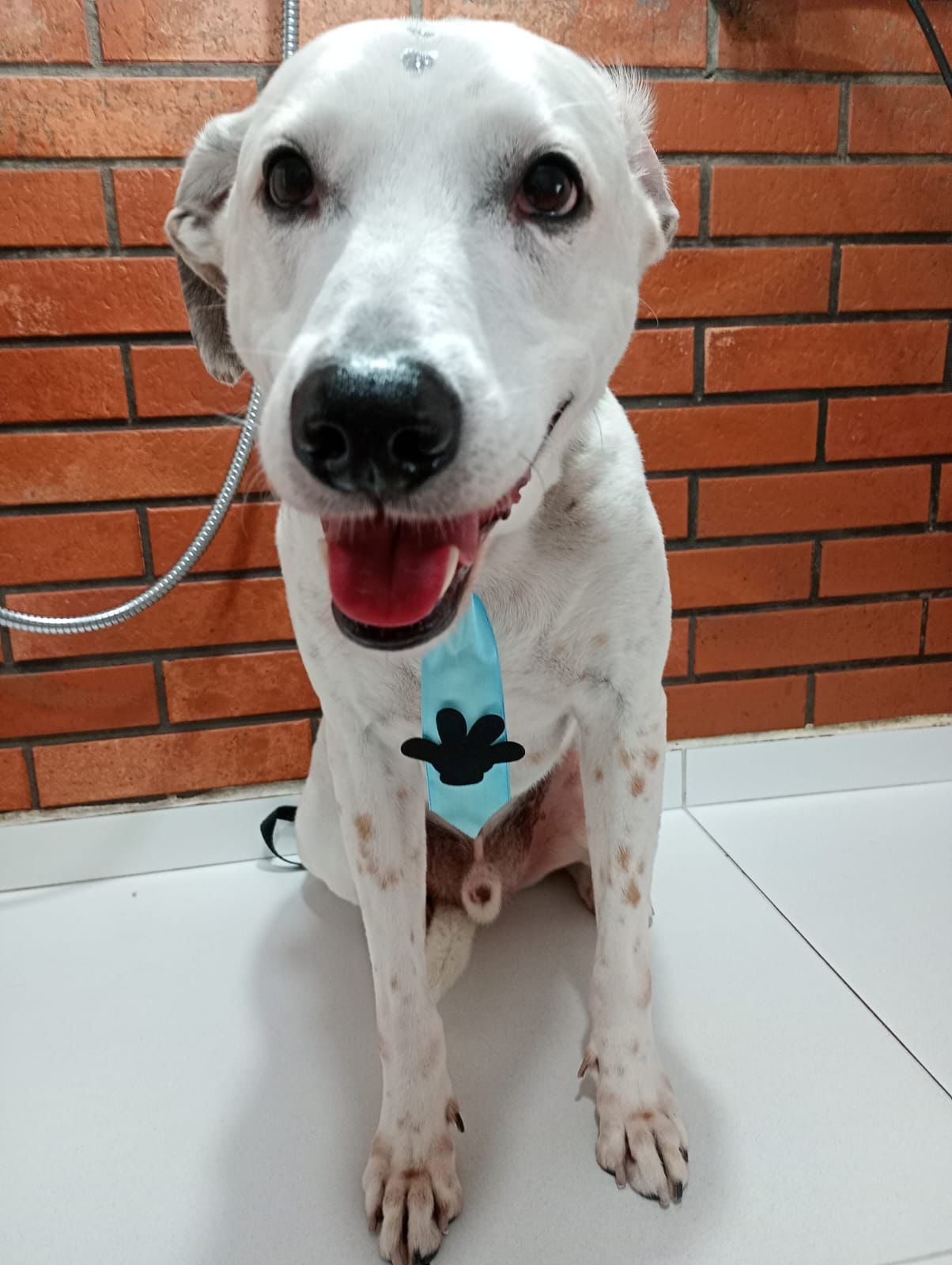 Banho e tosa - pet 18