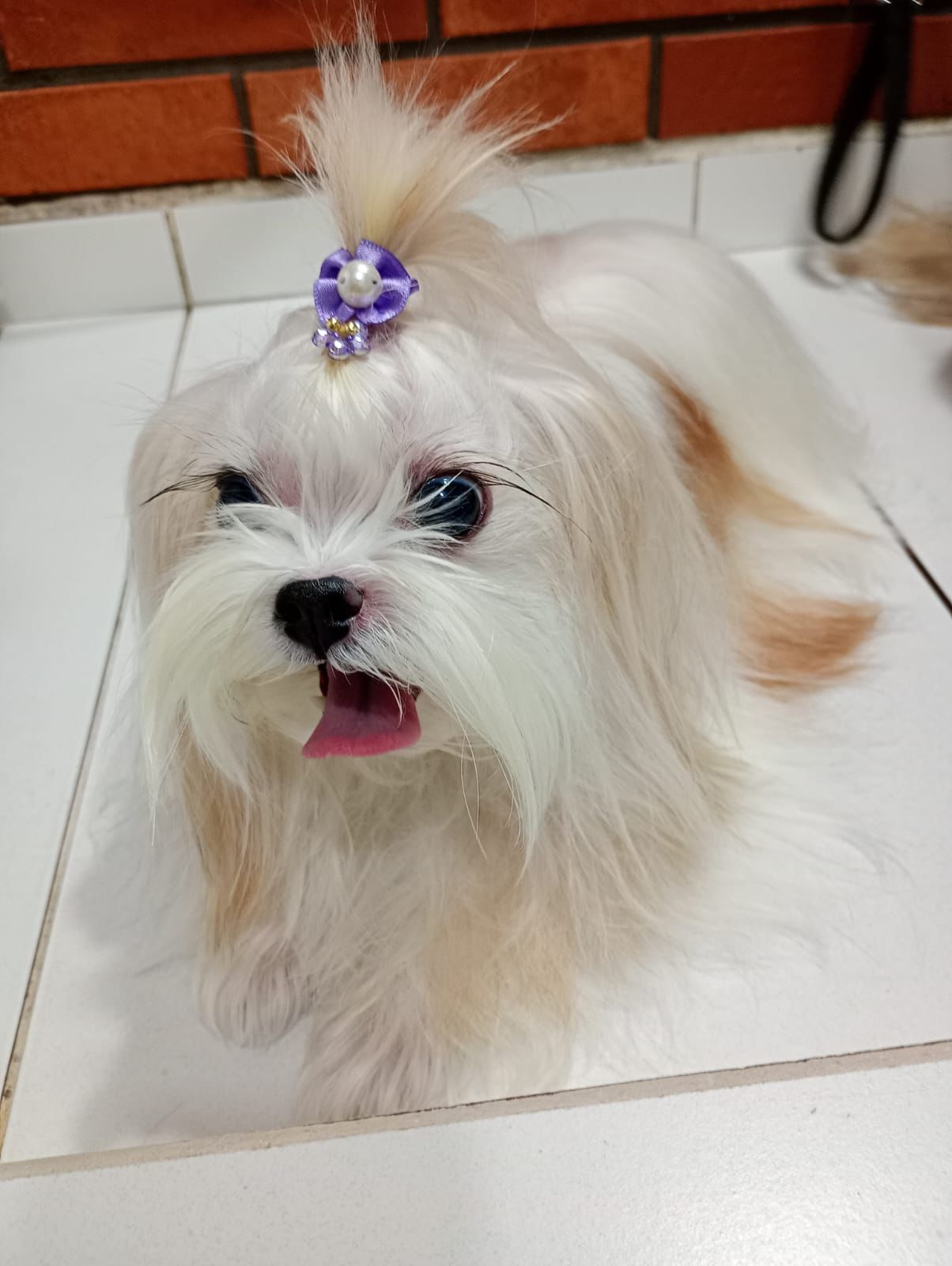 Banho e tosa - pet 19