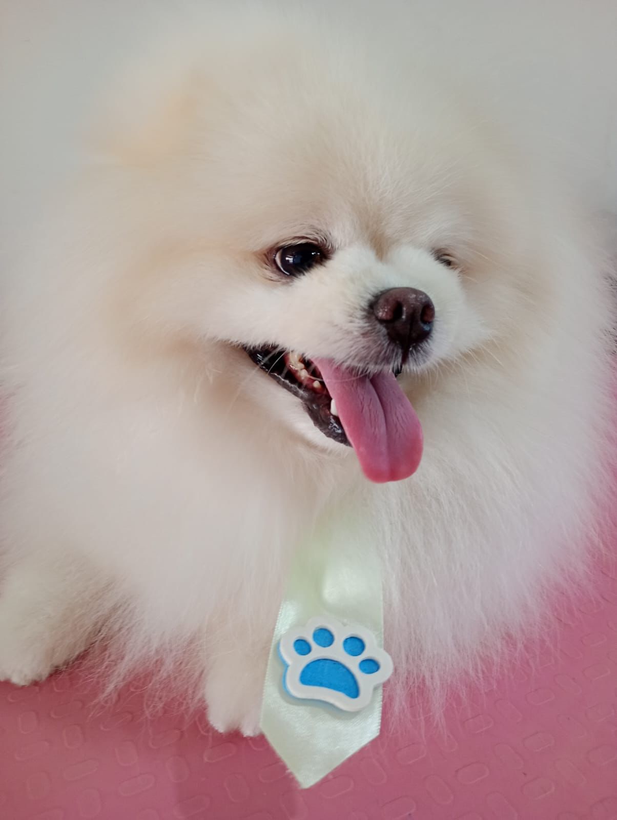 Banho e tosa - pet 2