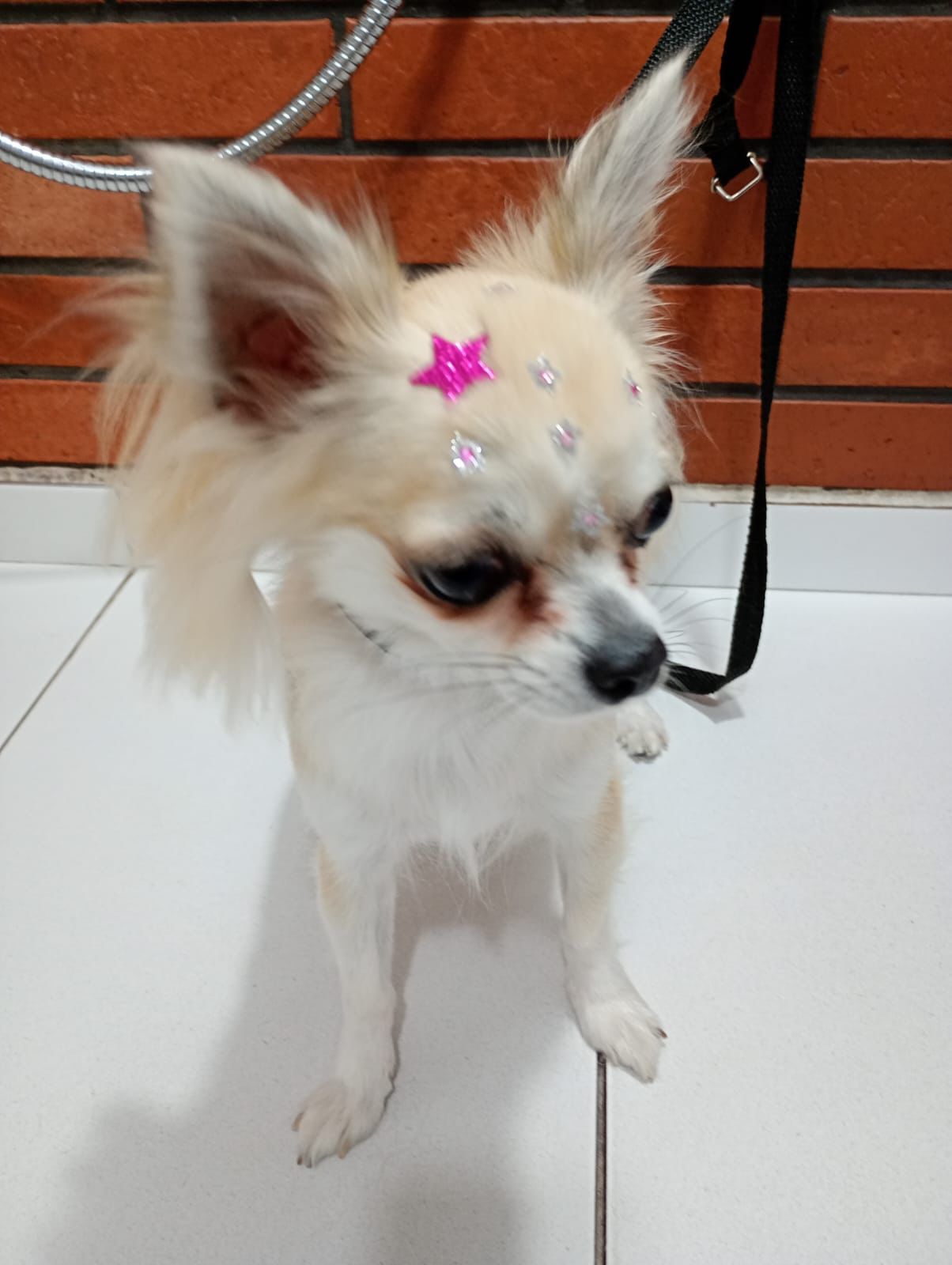 Banho e tosa - pet 20