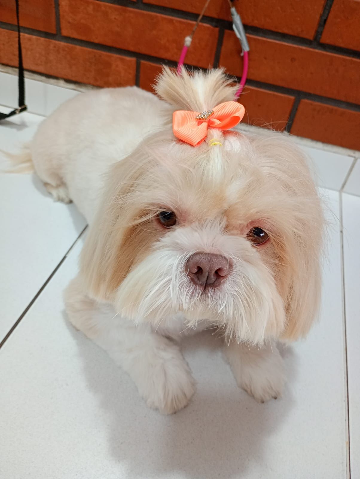 Banho e tosa - pet 3