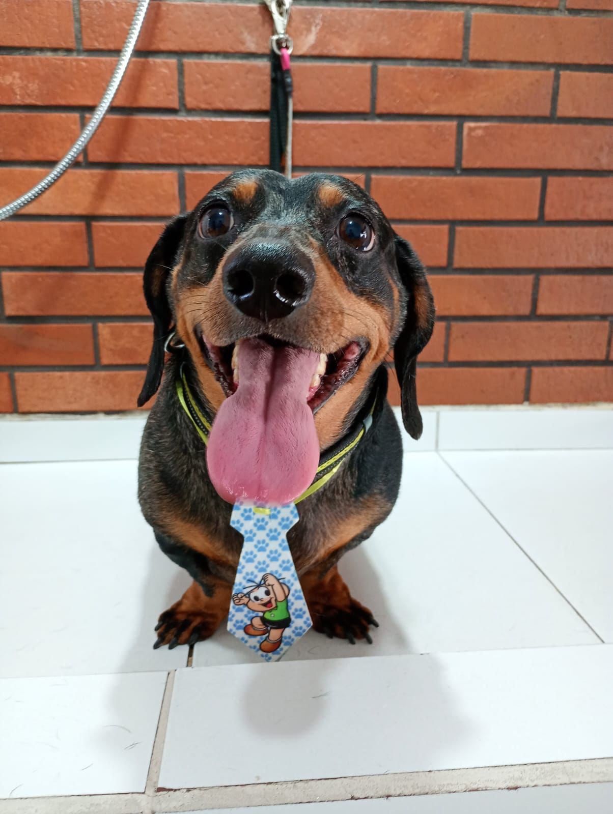 Banho e tosa - pet 4