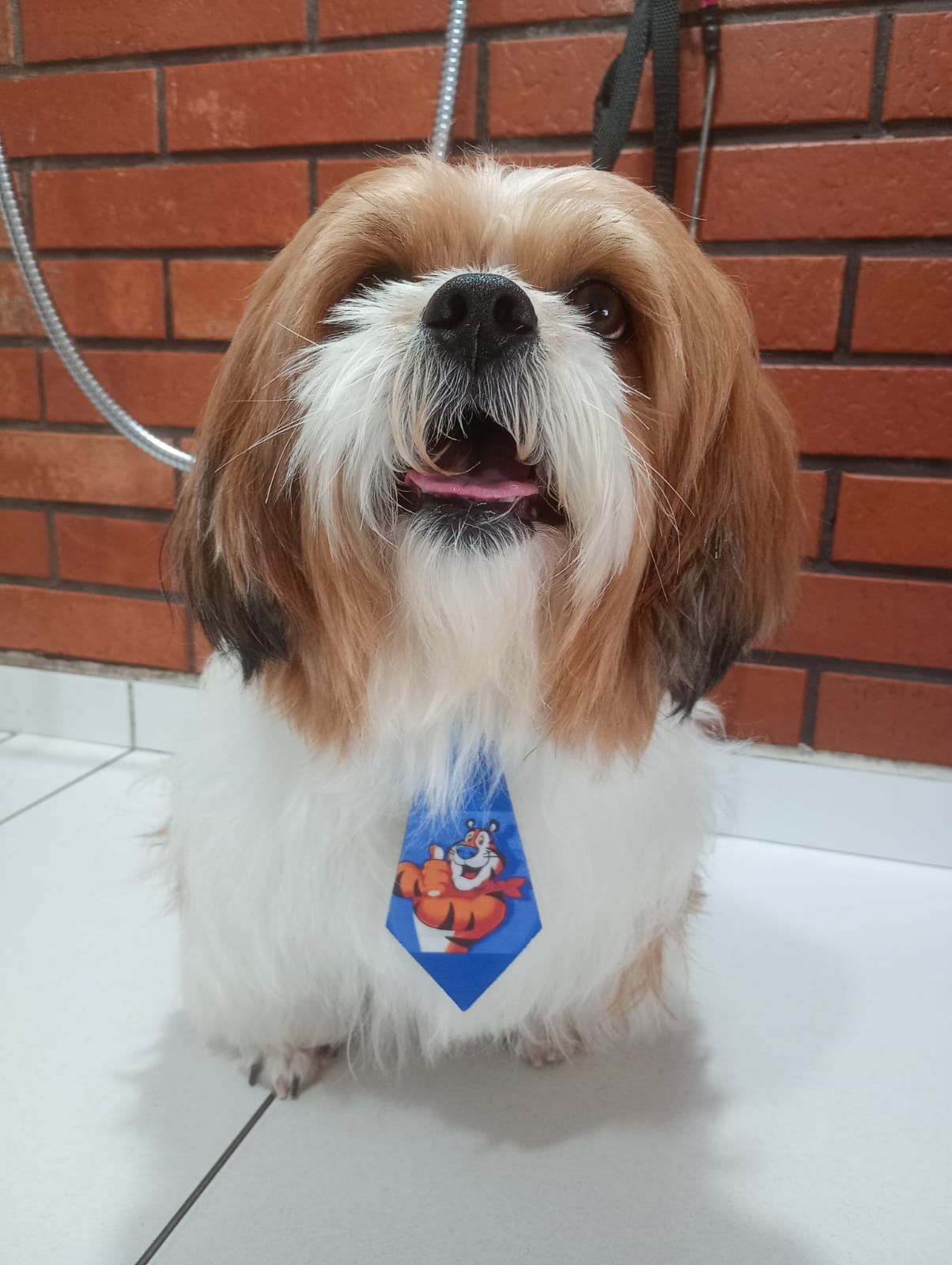 Banho e tosa - pet 7