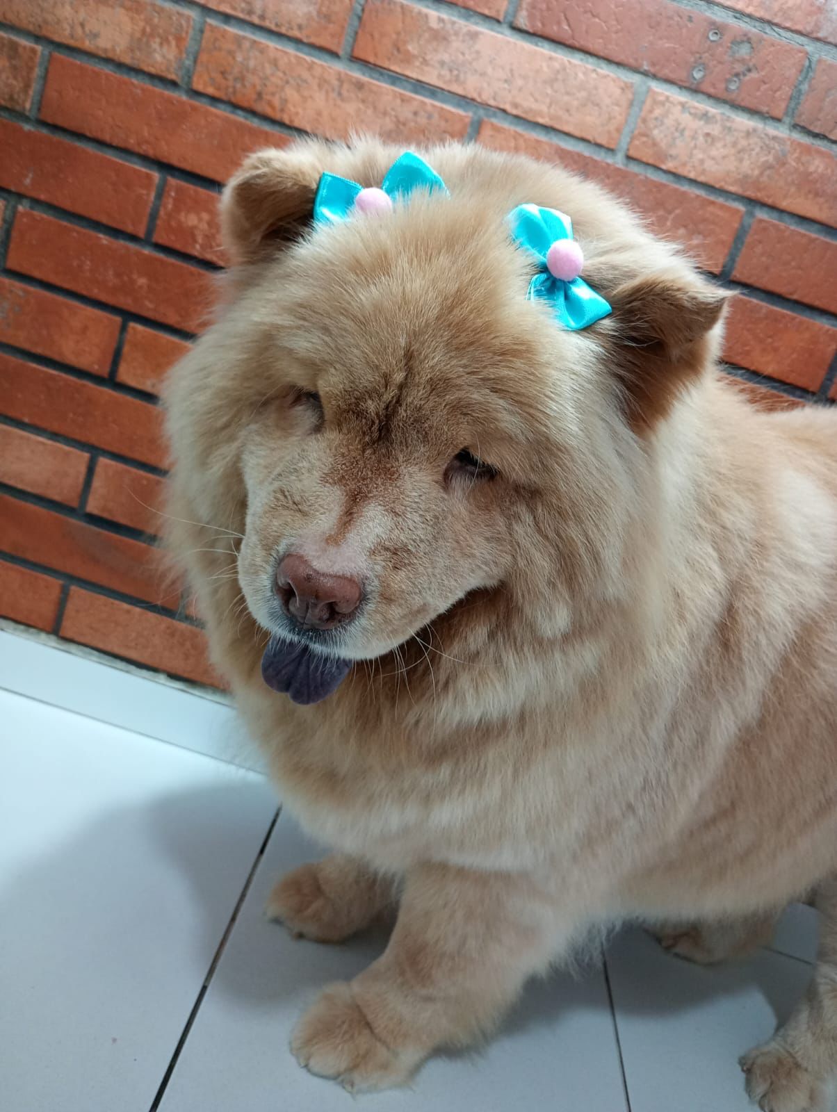 Banho e tosa - pet 8