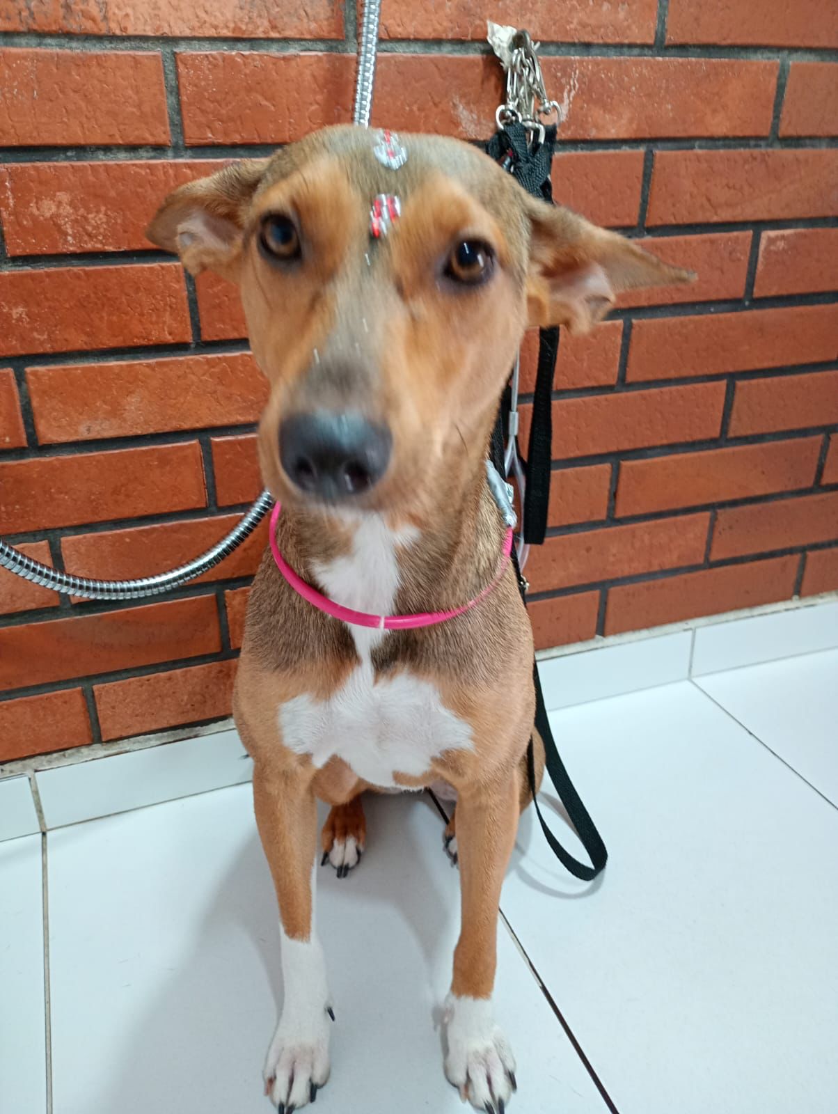 Banho e tosa - pet 9